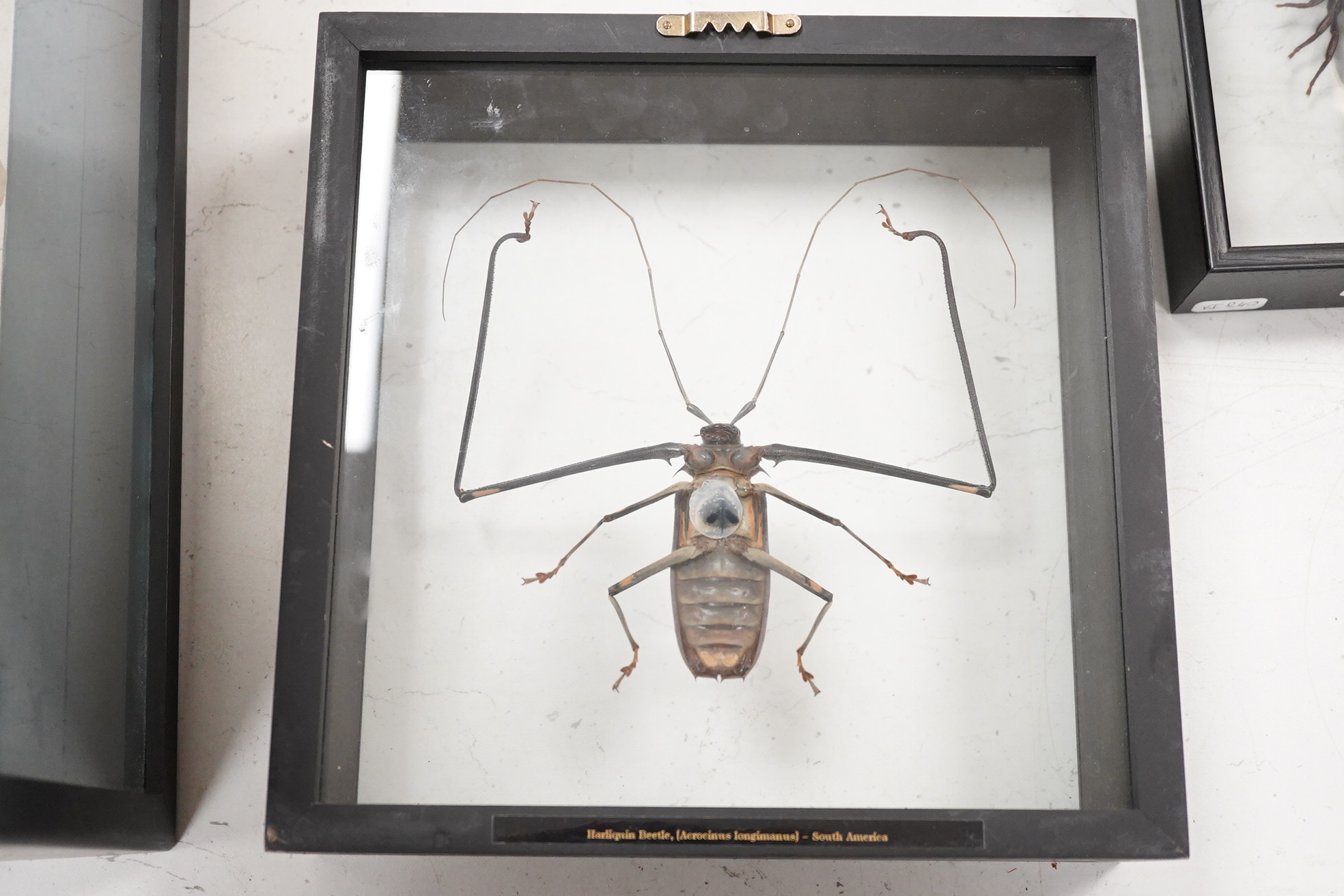 A collection of four cased taxidermy insects; the male and female Atlas Moths, 38.5cm x 31cm x 5.5cm, a Praying Mantis, a Harlequin beetle, and a Scorpion, all mounted in black painted frames, with glazed front and back
